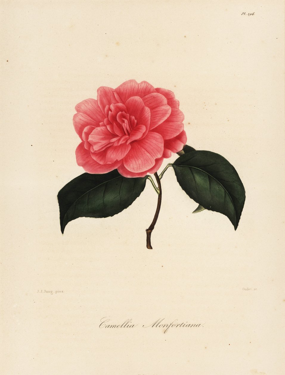 Camellia Japonica Variety, Camellia monfortiana by Jakob (after) Jung