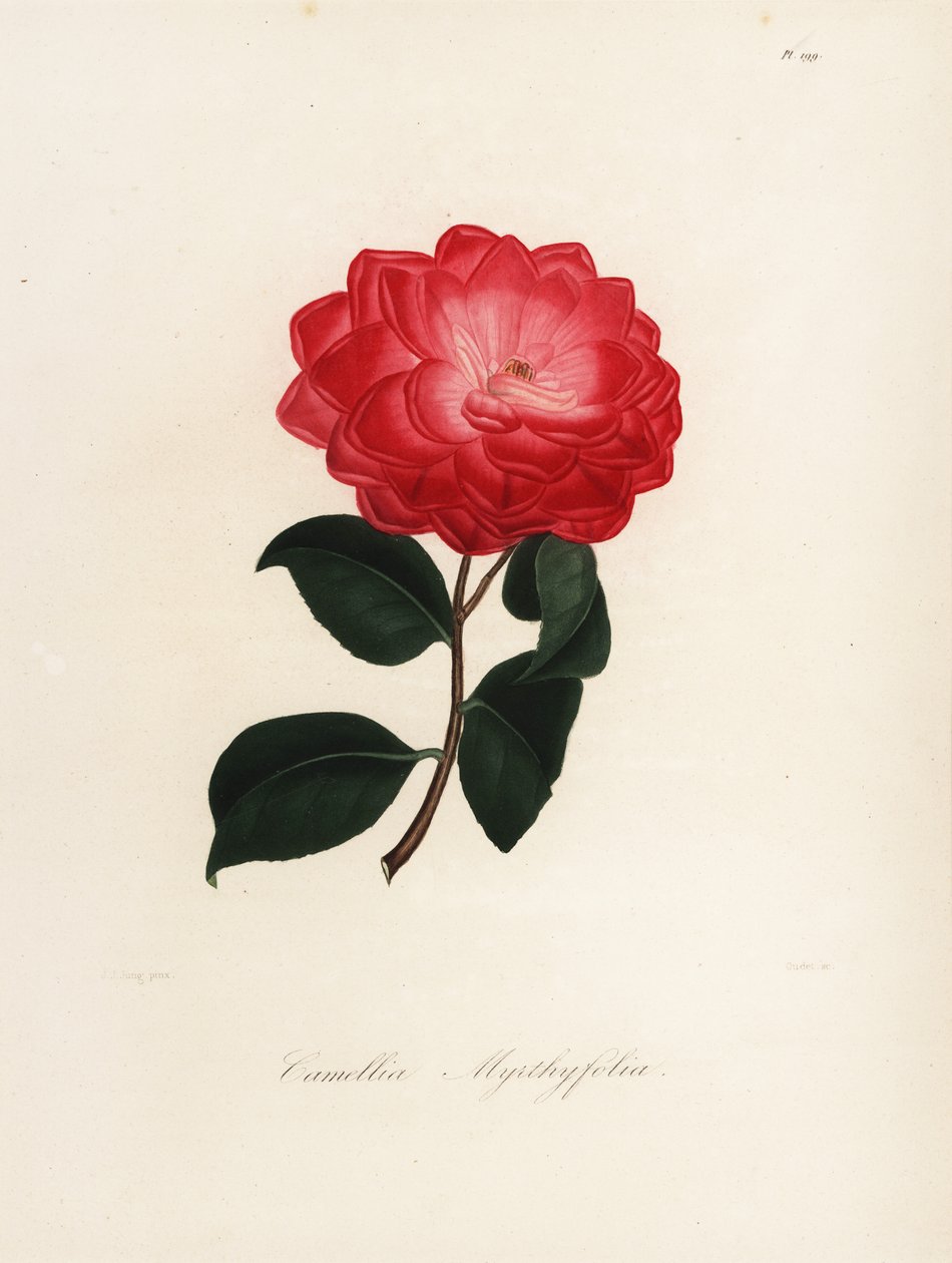 Camellia Japonica Variety, Camellia myrthyfolia by Jakob (after) Jung