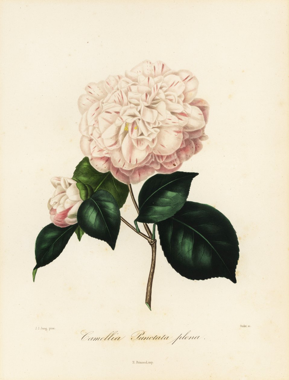Camellia japonica variety by Jakob (after) Jung