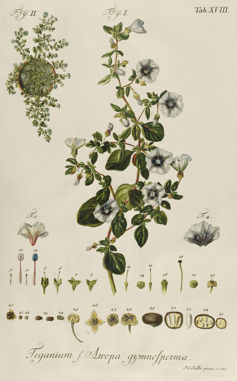 Convolvulus: Teganium f. Atropa Gymnosperma from "Plantae Rariores" by Jakob Christoph Keller