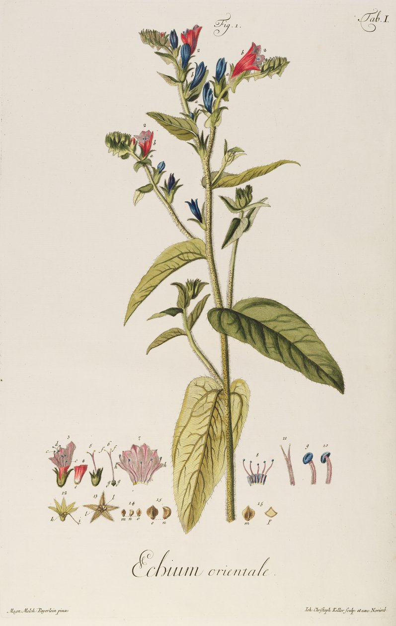 Echium: Orientale from Icones Plantarum, c.1763 by Jakob Christoph Keller
