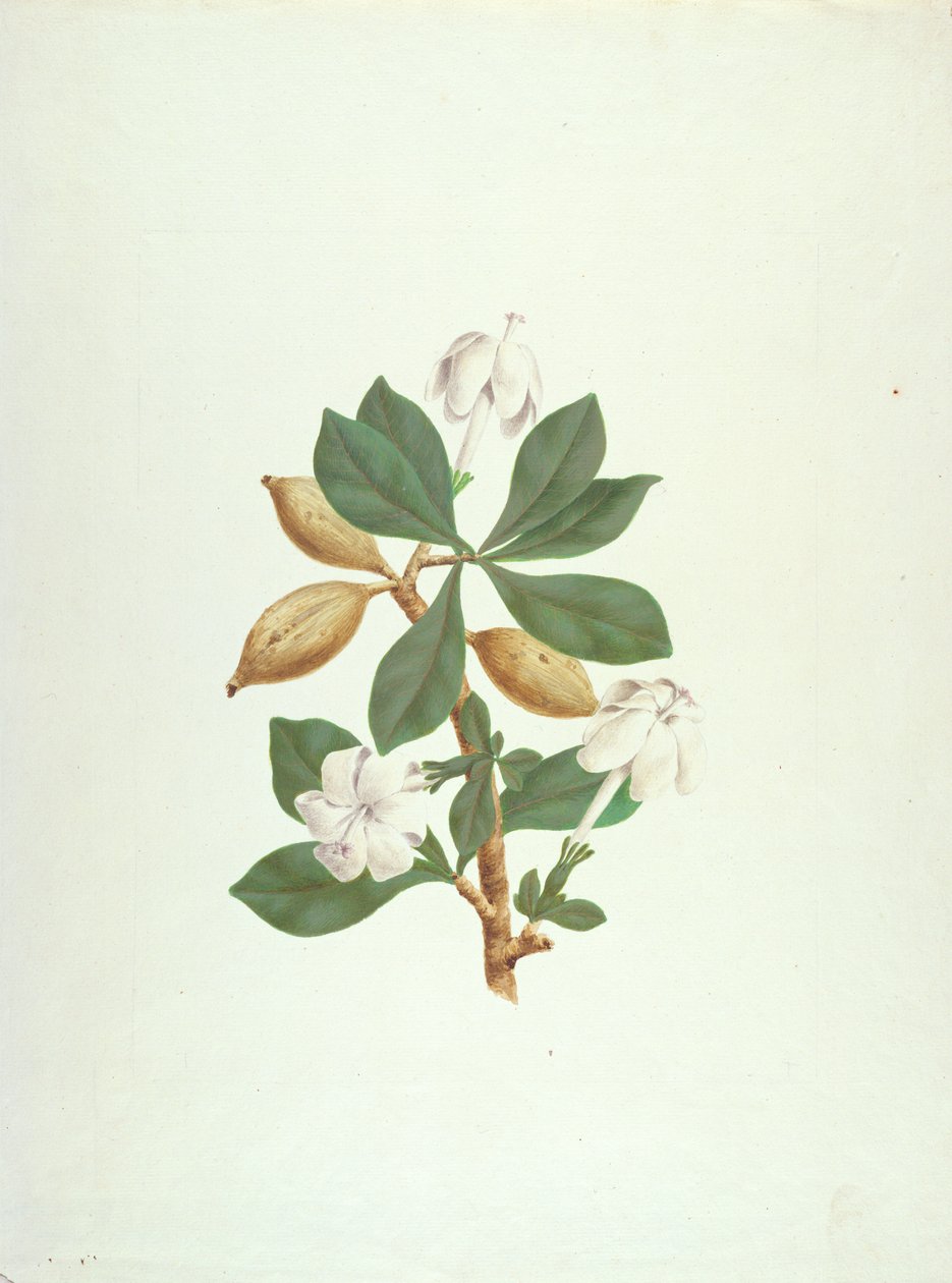 Aquariti (leaves, flowers and fruit) by James Bruce