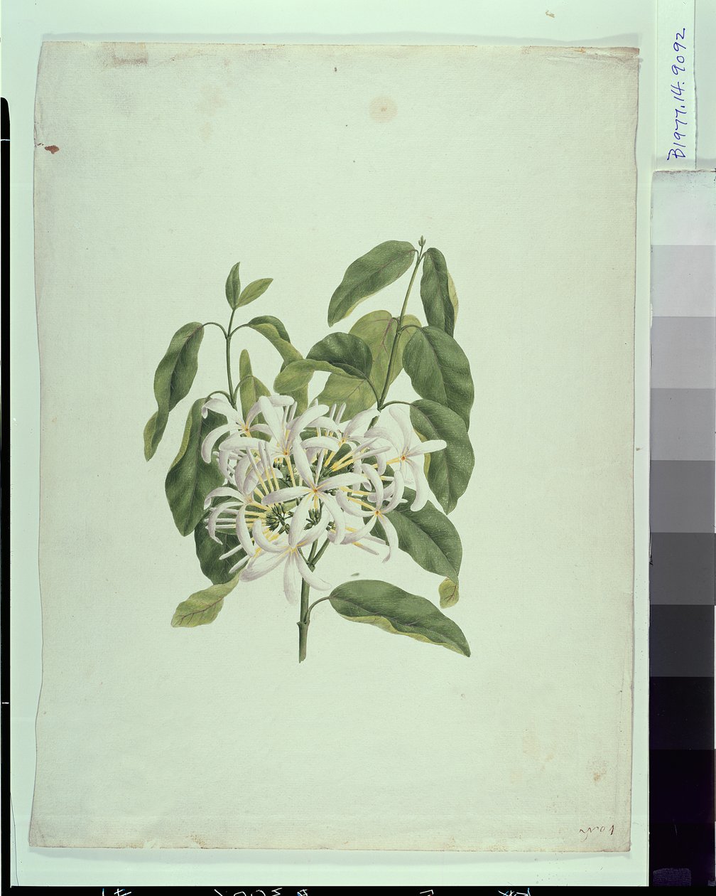 Taberne Montana (Leaves and Flowers) by James Bruce