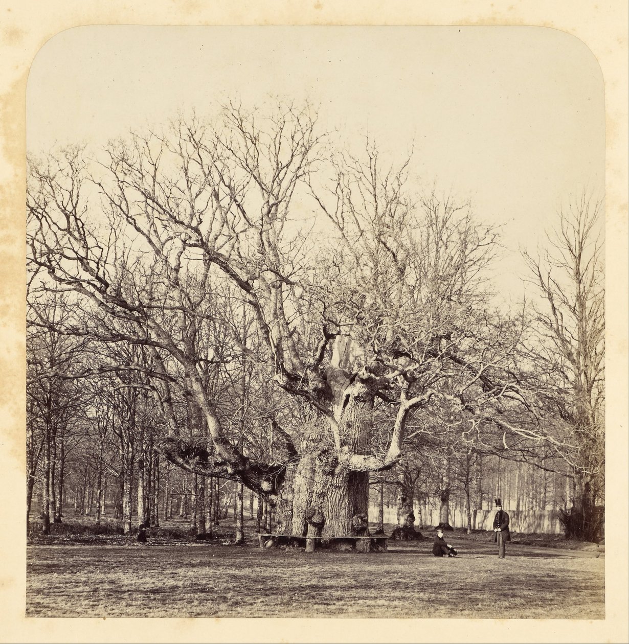 Old Pollard Oak at Forest Gate by James Sinclair