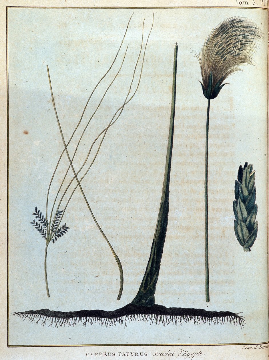 Cyperus Papyrus, Strain of Egypt - from 