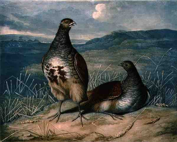 Partridges, plate 1 of British Feather Game by James (after) Barenger