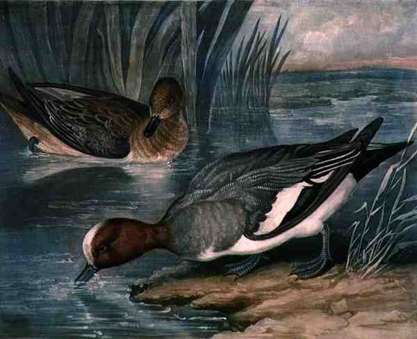 Widgeons, plate 6 of British Feather Game by James (after) Barenger