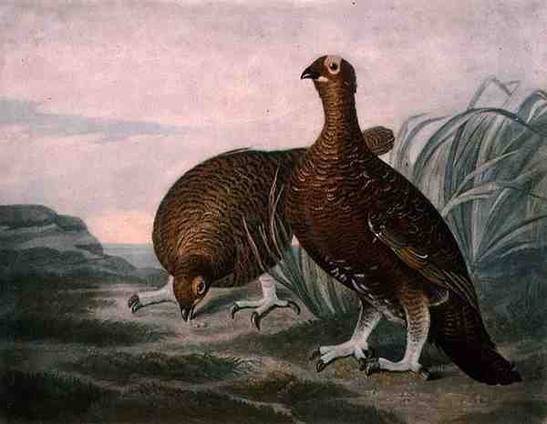 Red Grouse, plate 8 of British Feather Game, engraved by Charles Turner, pub. by R. Ackermann, c.1810 by James (after) Sillett