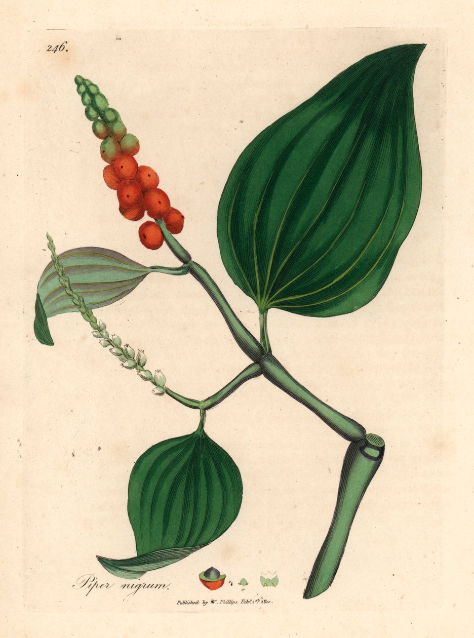 Black Pepper, Piper Nigrum, from a Botanical Illustration by James Sowerby from William Woodville and Sir William Jackson Hooker