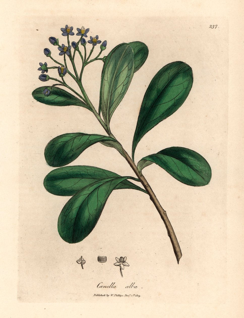 Blue-Flowered, Laurel-Leaved Canella, Canella Alba, Canella Winterana, from a Botanical Illustration by James Sowerby from William Woodville and Sir William Jackson Hooker
