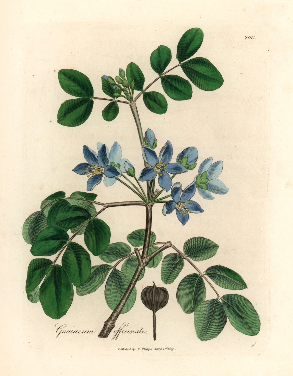 Blue flowered Guaiacum officinale, from a botanical illustration by James Sowerby from William Woodville and Sir William Jackson Hooker