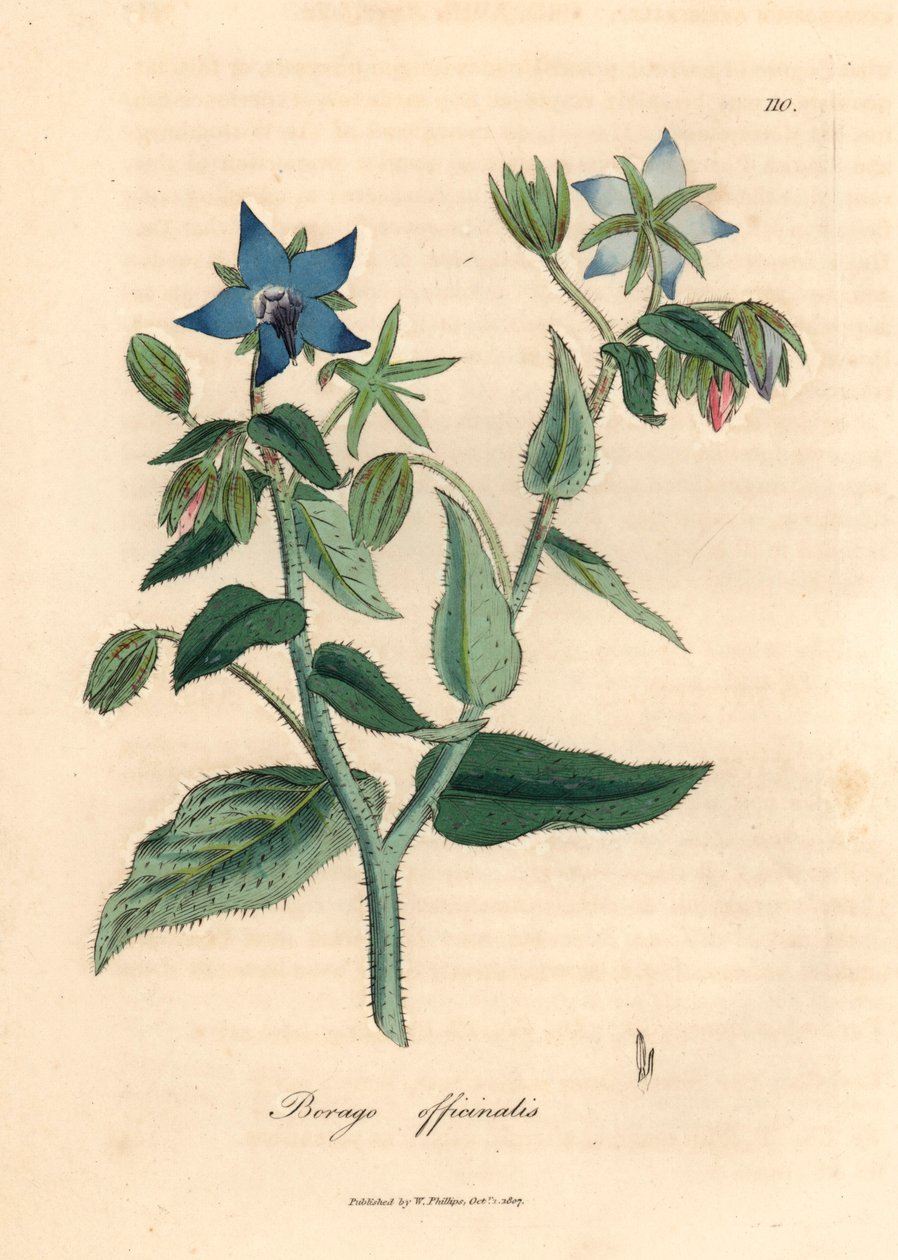 Blue Flowered Borage, Borago Officinalis, from a Botanical Illustration by James Sowerby from William Woodville and Sir William Jackson Hooker