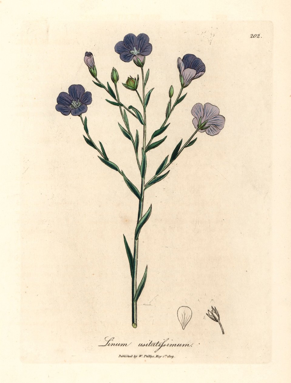Blue flowered flax, Linum usitatissimum, from a botanical illustration by James Sowerby from William Woodville and Sir William Jackson Hooker