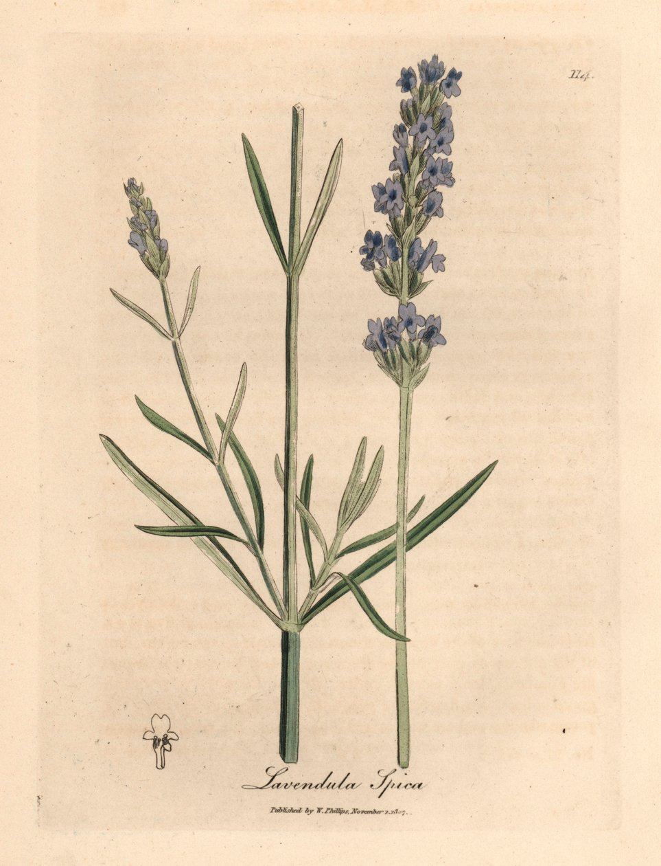 Blue flowered lavender, Lavandula spica, from a botanical illustration by James Sowerby from William Woodville and Sir William Jackson Hooker