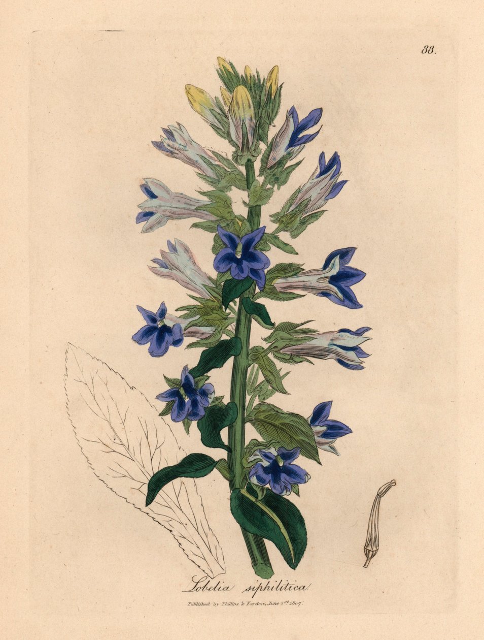 Blue Flowered Lobelia or Cardinal Flower, Lobelia Siphilitica, from a Botanical Illustration by James Sowerby from William Woodville and Sir William Jackson Hooker