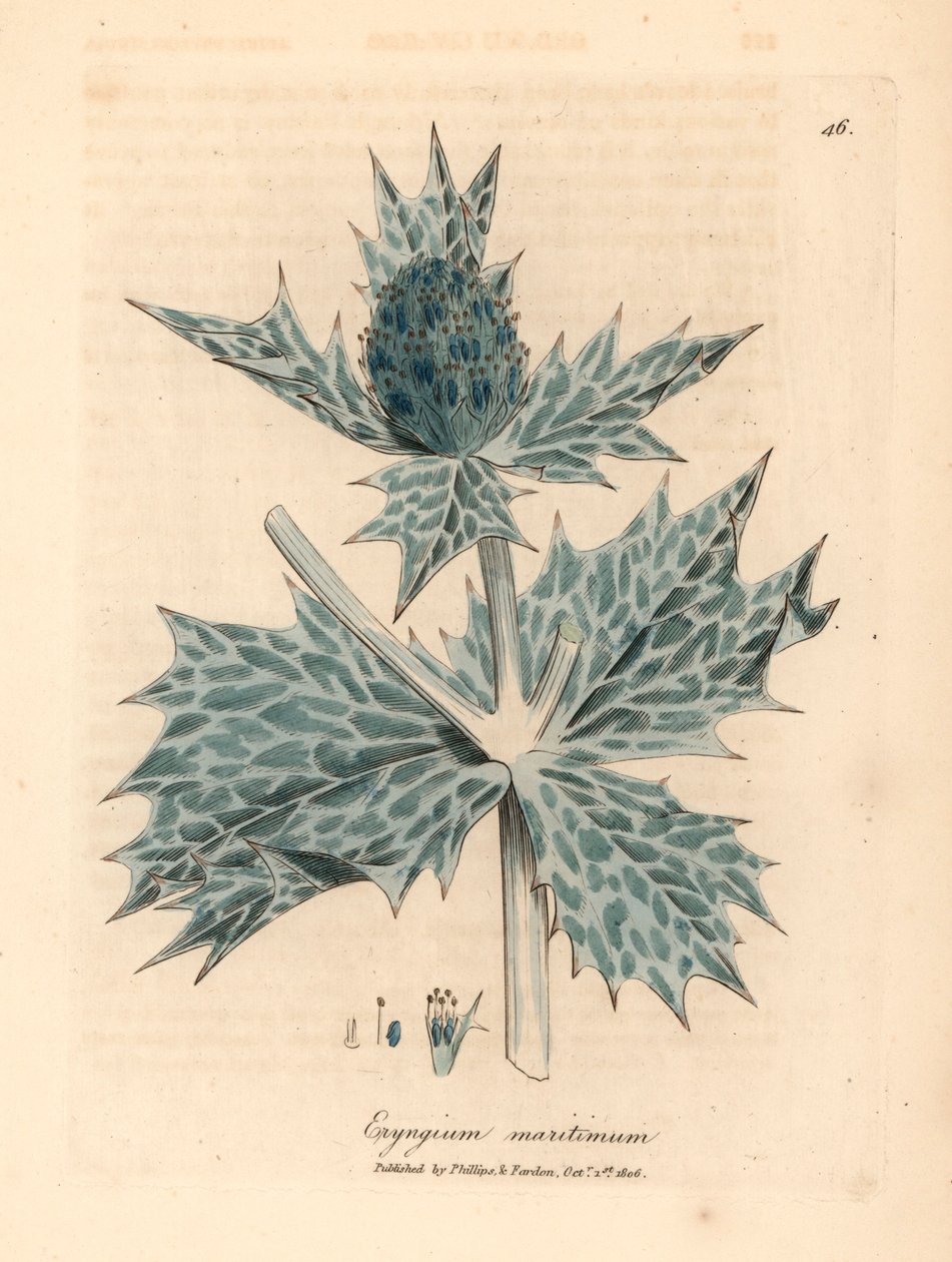 Blue flowered sea holly or eryngo, Eryngium maritinum, from 