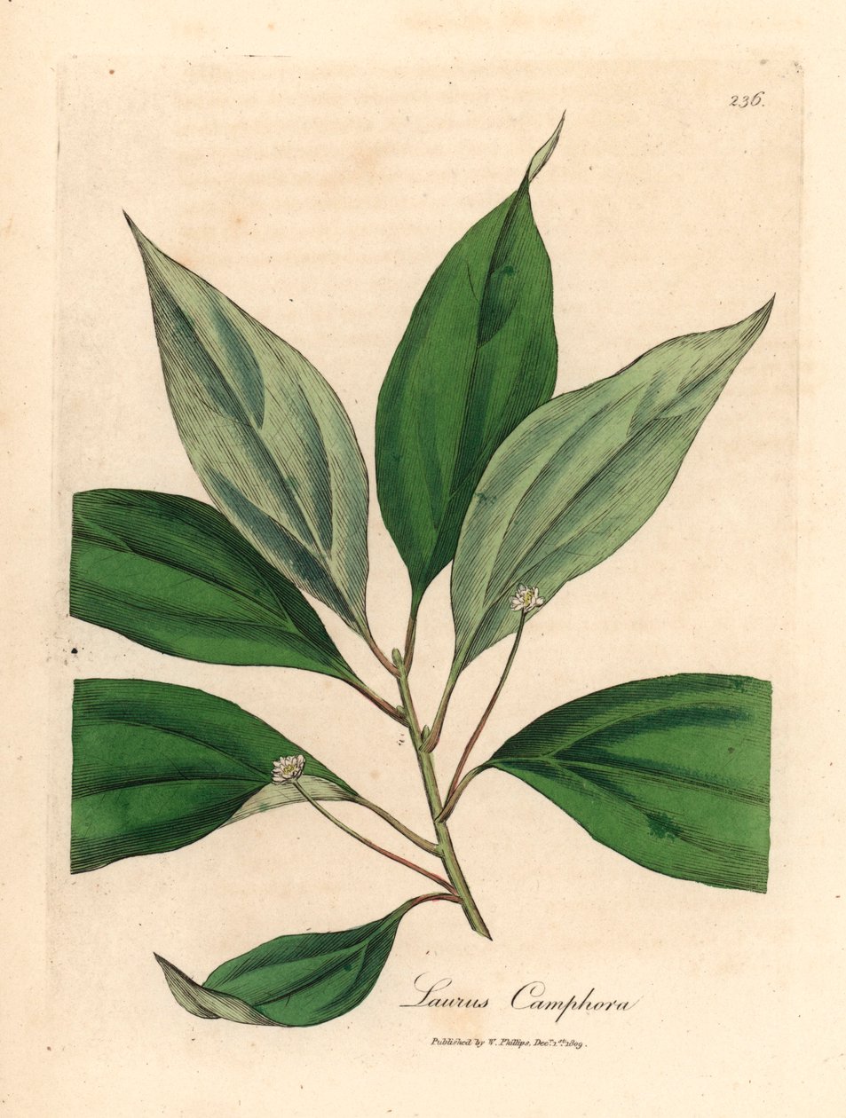 Camphor tree, Laurus camphora, from a botanical illustration by James Sowerby from William Woodville and Sir William Jackson Hooker