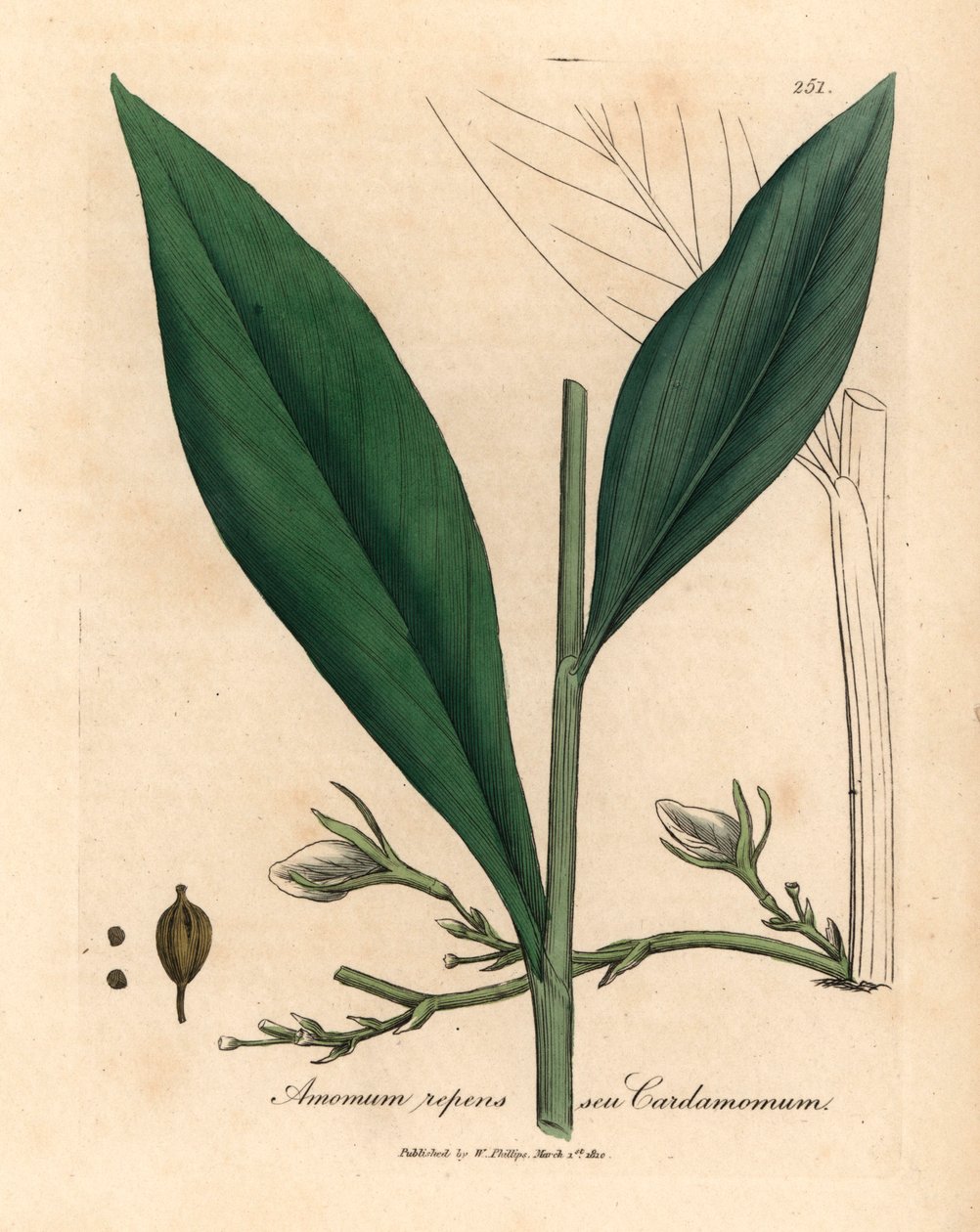 Cardamom, Elettaria cardamomum, from a botanical illustration by James Sowerby from William Woodville and Sir William Jackson Hooker