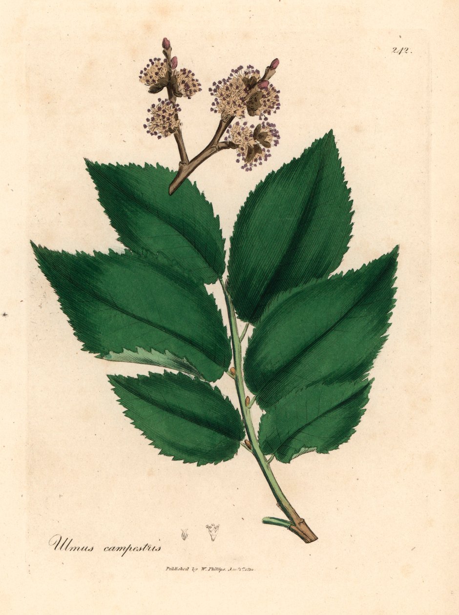 Common elm tree, Ulmus campestris, from a botanical illustration by James Sowerby from William Woodville and Sir William Jackson Hooker