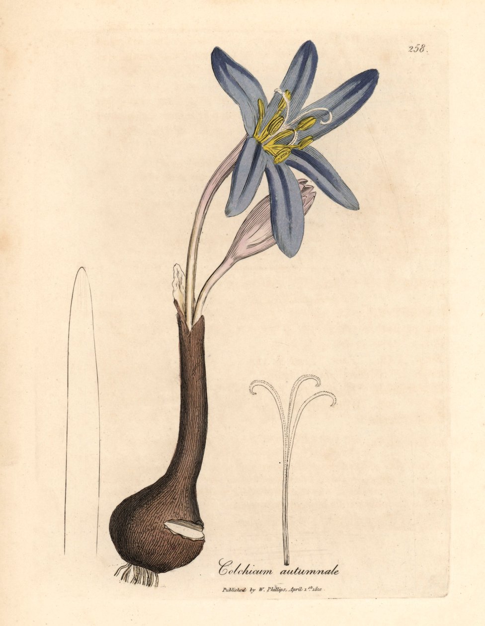 Common Meadow Saffron, from a Botanical Illustration by James Sowerby from William Woodville and Sir William Jackson Hooker