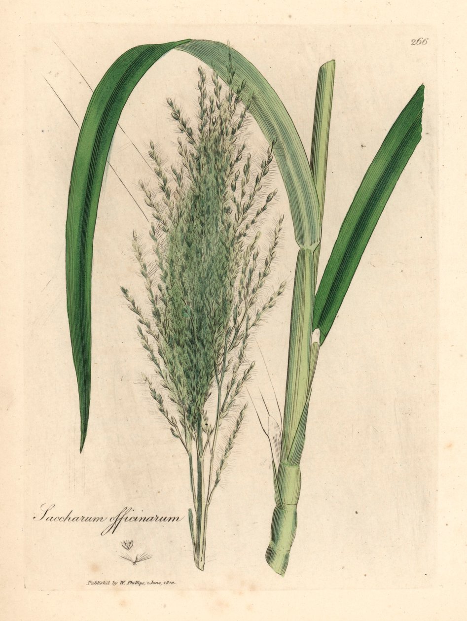 Common sugar cane, Saccharum officinarum, from a botanical illustration by James Sowerby from William Woodville and Sir William Jackson Hooker