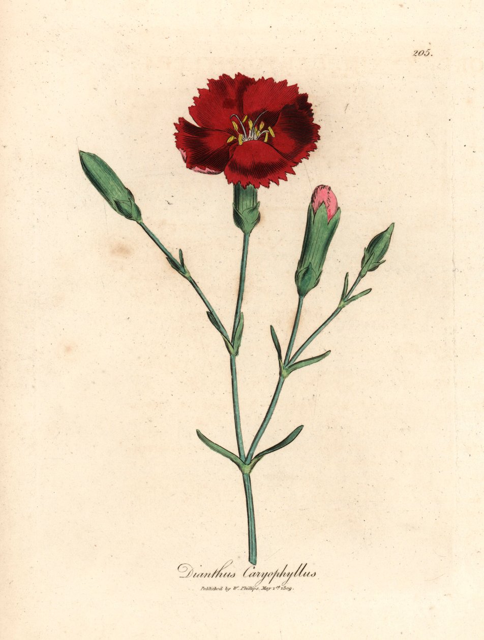 Crimson carnation, clove pink, Dianthus caryophyllus, from a botanical illustration by James Sowerby from William Woodville and Sir William Jackson Hooker