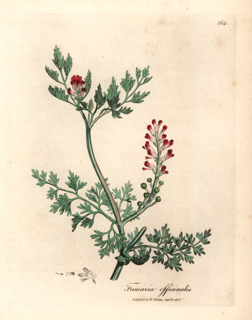 Crimson flowered fumitory, Fumaria officinalis, from a botanical illustration by James Sowerby from William Woodville and Sir William Jackson Hooker