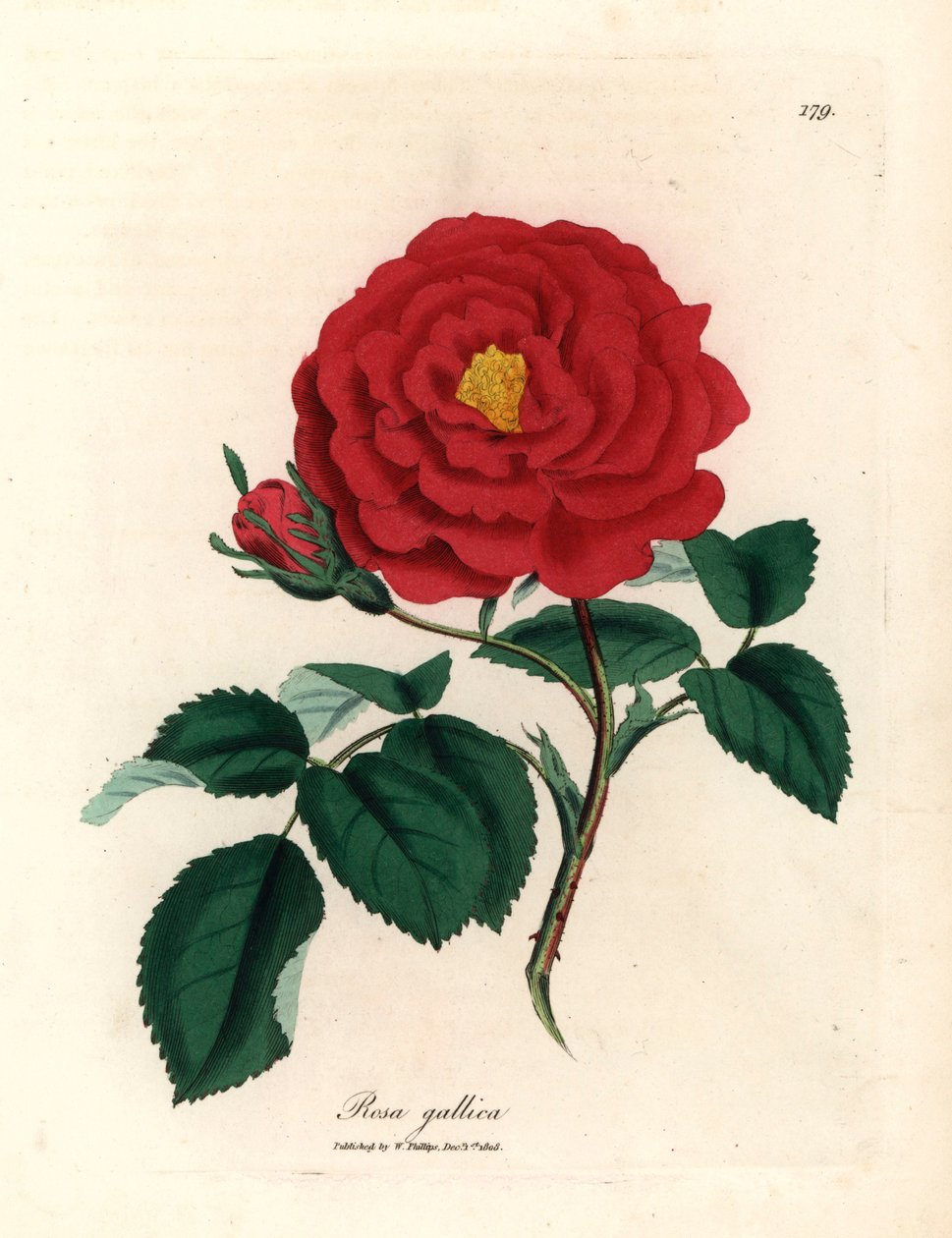 Crimson officinal rose, Rosa gallica, from a botanical illustration by James Sowerby from William Woodville and Sir William Jackson Hooker
