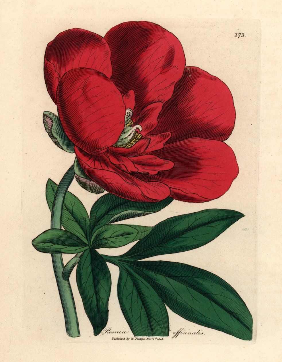 Crimson peony, Paeonia officinalis, from a botanical illustration by James Sowerby from William Woodville and Sir William Jackson Hooker