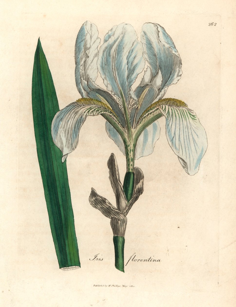 Florentine iris, Iris florentina, from a botanical illustration by James Sowerby from William Woodville and Sir William Jackson Hooker