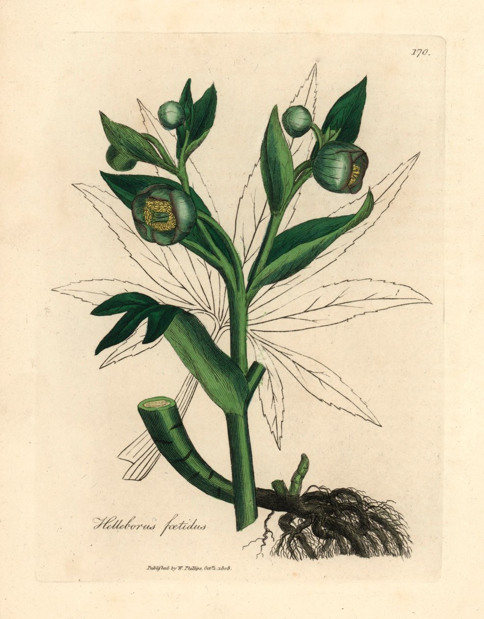 Green flowered fetid hellebore or bear