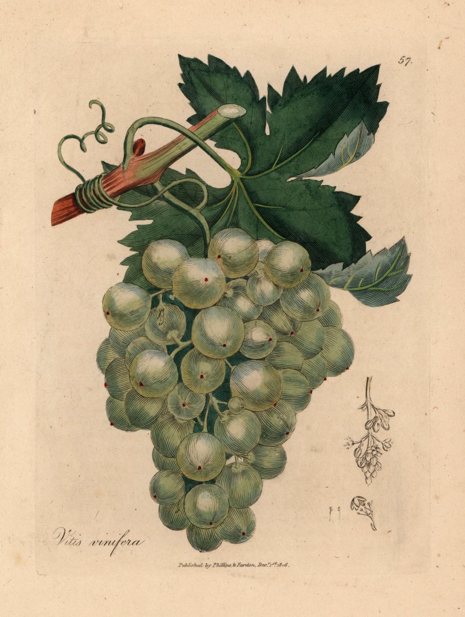 Green grapes, vine and leaves, Vitis vinifera, from 