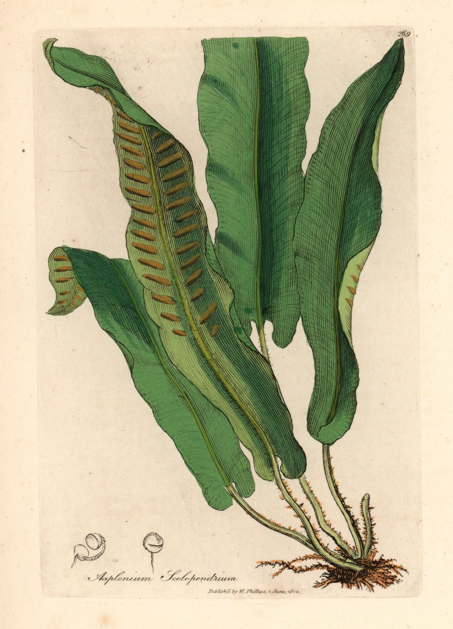 Harts-tongue fern, Asplenium scolopendrium, from a botanical illustration by James Sowerby from William Woodville and Sir William Jackson Hooker