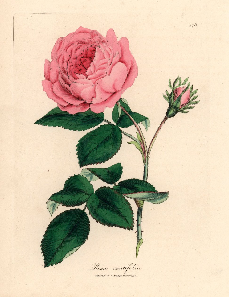 Large Pink Hundred-Leaved Rose, Rosa Centifolia, from a Botanical Illustration by James Sowerby from William Woodville and Sir William Jackson Hooker