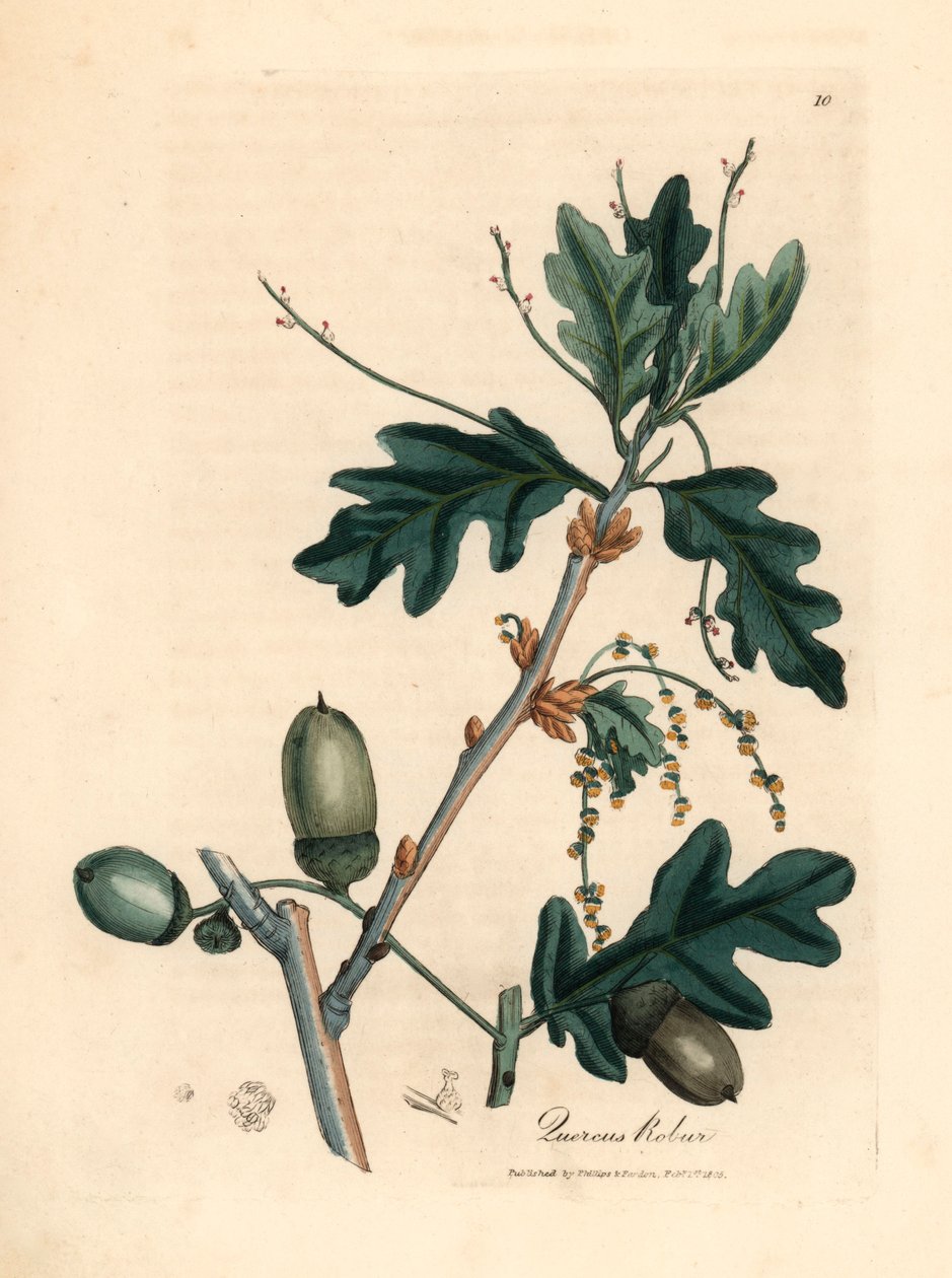 Leaves and acorns of the common oak, Quercus robur, from a botanical illustration by James Sowerby from William Woodville and Sir William Jackson Hooker