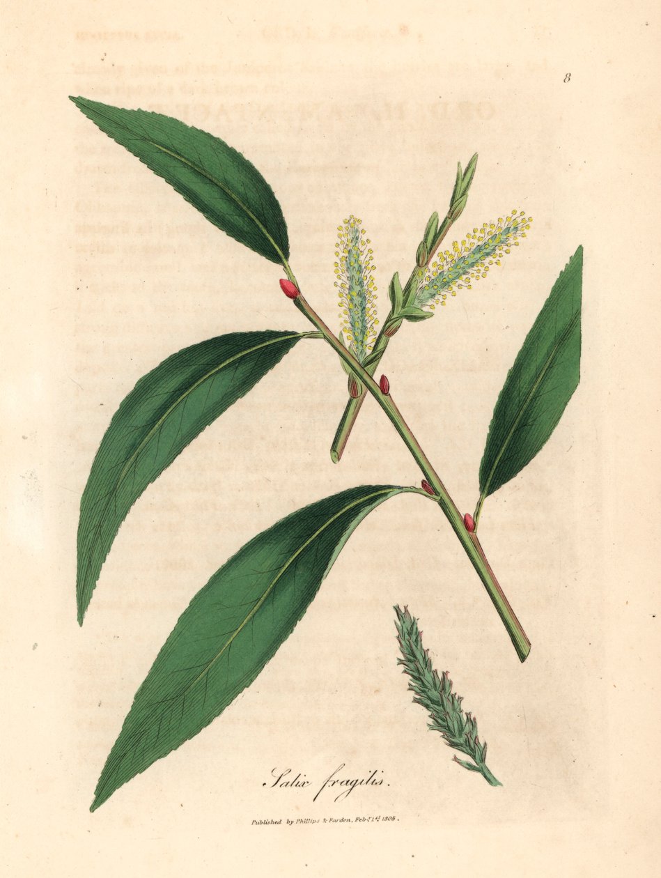 Leaves and catkins of the crack willow tree, Salix fragilis, from a botanical illustration by James Sowerby from William Woodville and Sir William Jackson Hooker