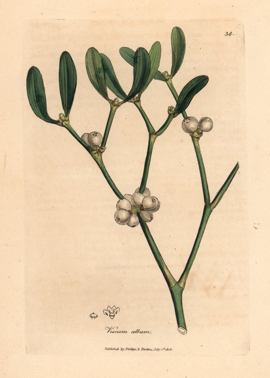 Leaves and white berries of mistletoe, Viscum album, from 