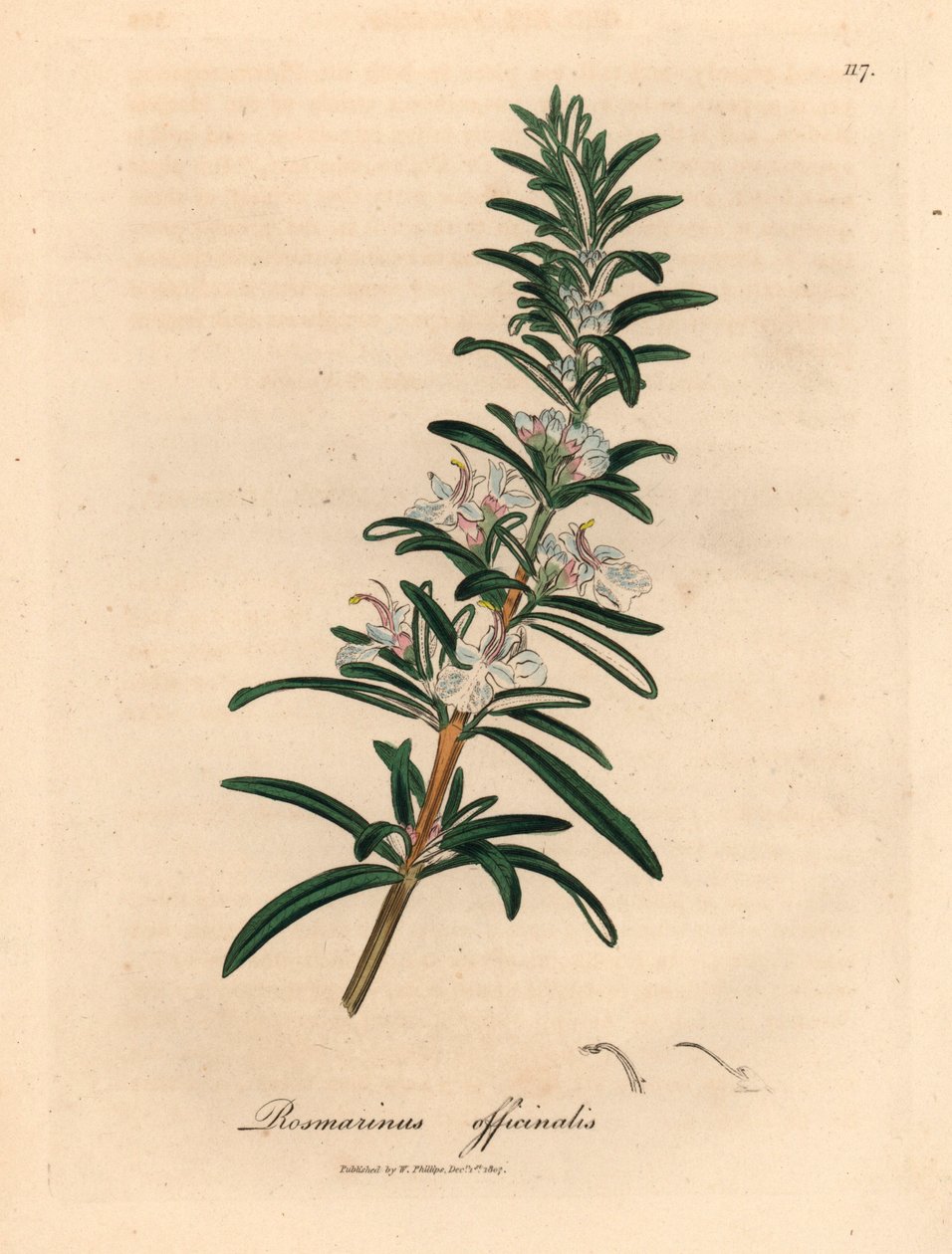 Light blue flowered rosemary, Rosmarinus officinalis, from a botanical illustration by James Sowerby from William Woodville and Sir William Jackson Hooker