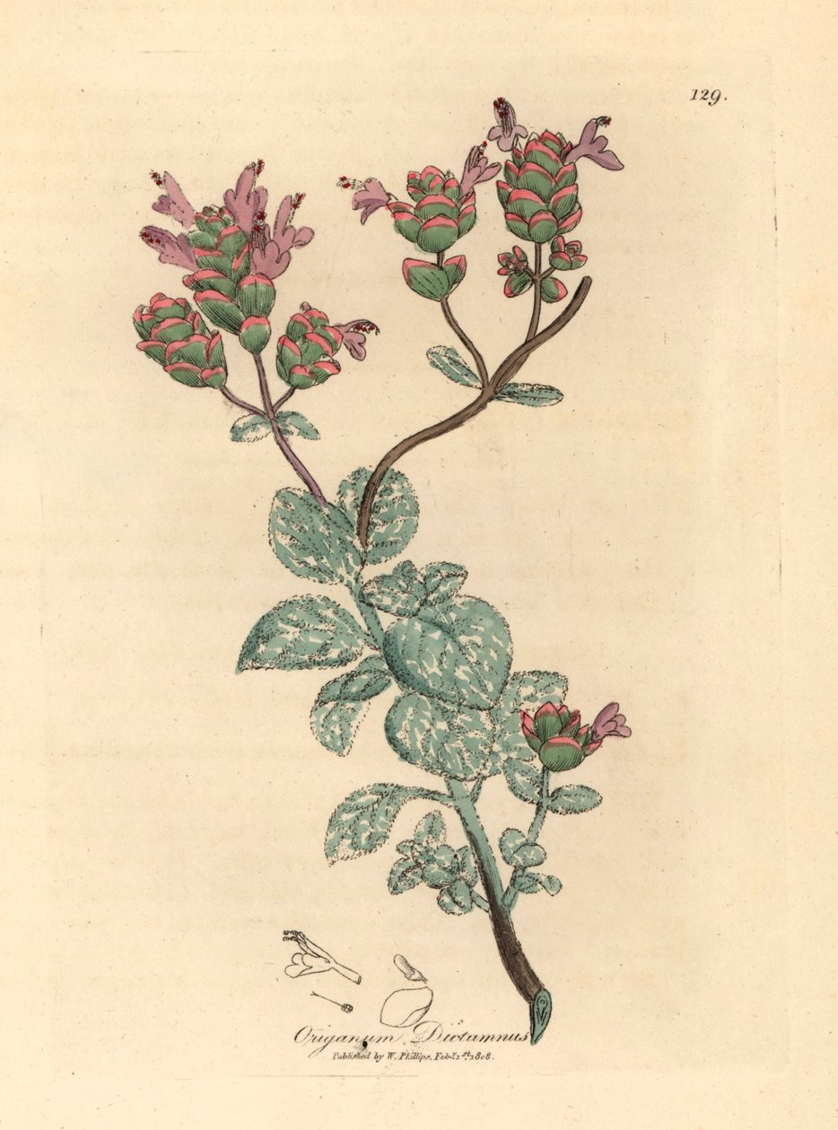 Lilac Flowered Dittany of Crete, Origanum Dictamnus, from a Botanical Illustration by James Sowerby from William Woodville and Sir William Jackson Hooker