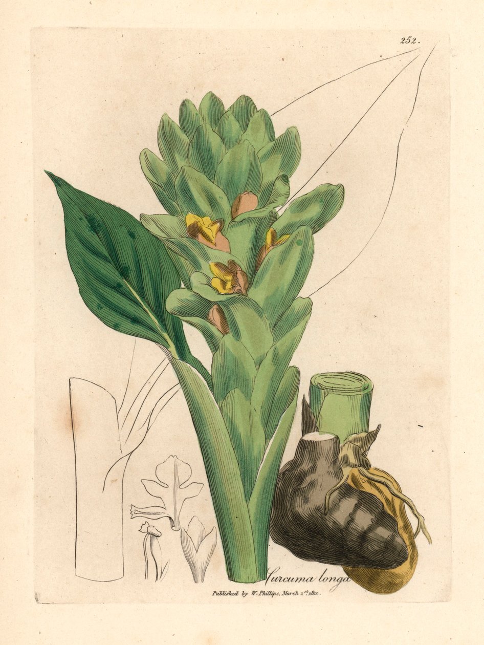 Long-rooted turmeric, Curcuma longa, from a botanical illustration by James Sowerby from William Woodville and Sir William Jackson Hooker