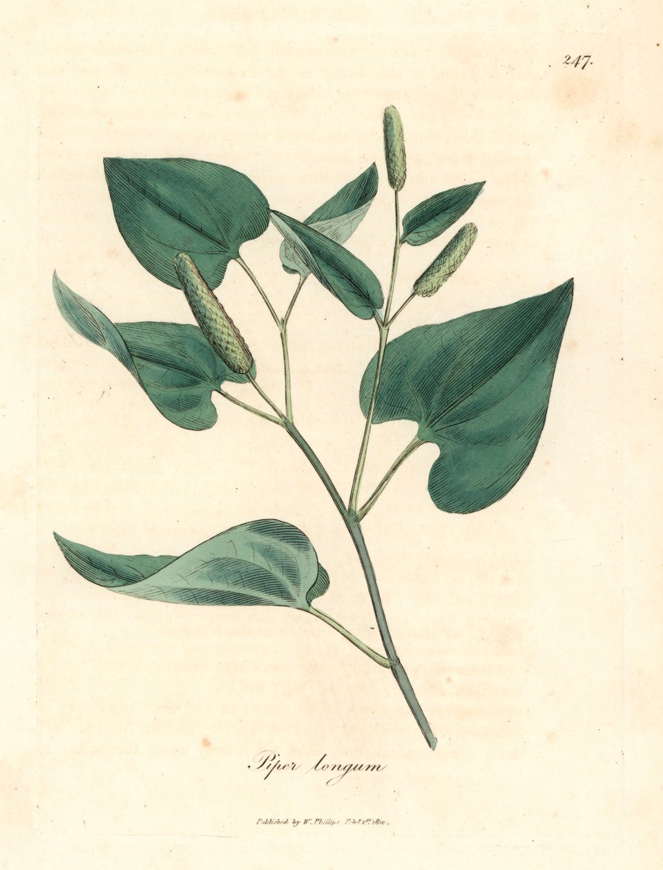 Long pepper, Piper longum, from a botanical illustration by James Sowerby from William Woodville and Sir William Jackson Hooker