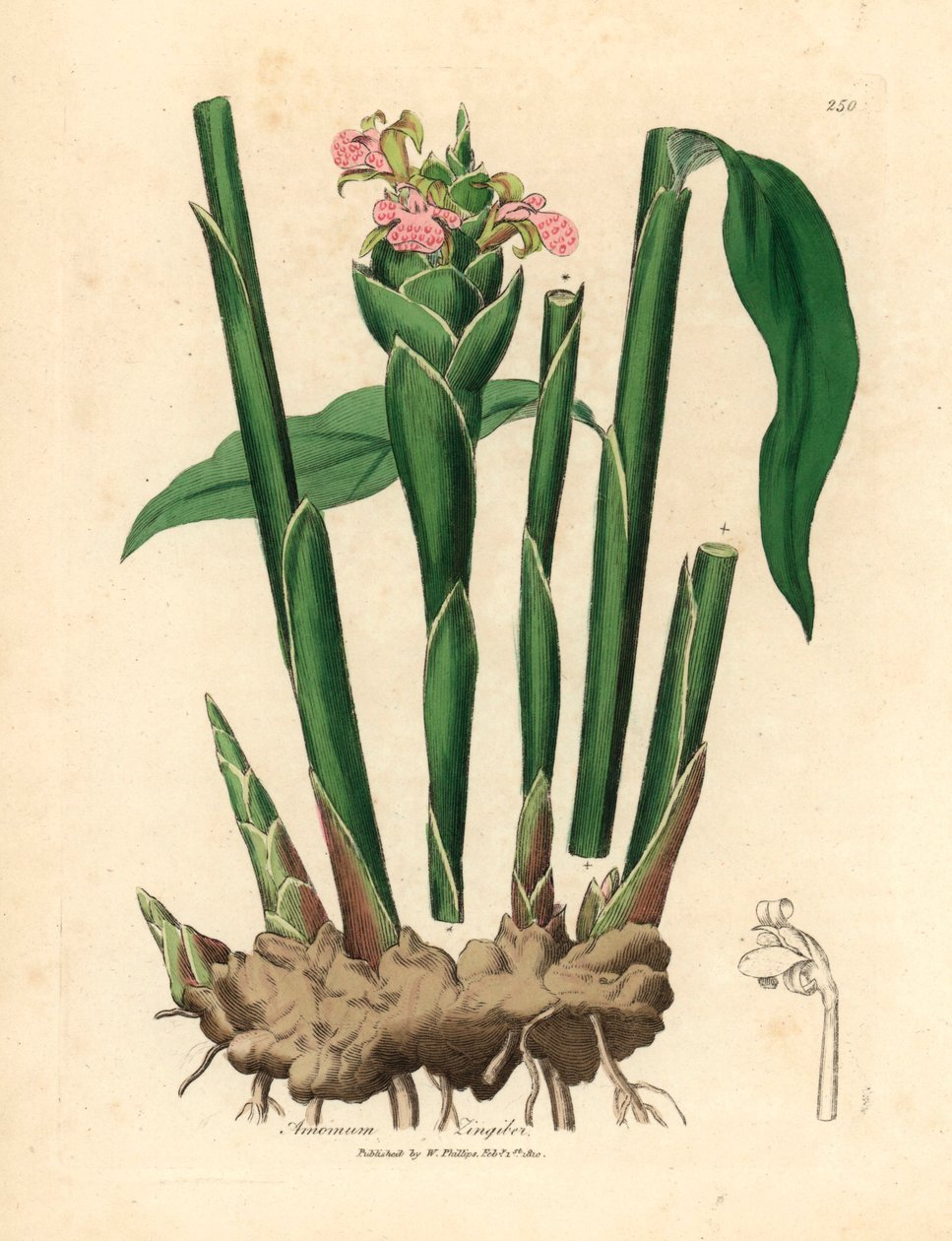 Narrow leaved ginger, Zingiber officinale, from a botanical illustration by James Sowerby from William Woodville and Sir William Jackson Hooker
