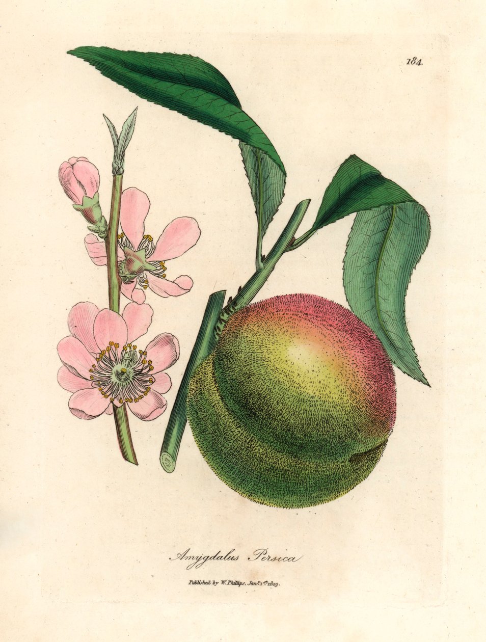 Peach Tree with Ripe Fruit and Pink Blossom, from a Botanical Illustration by James Sowerby from William Woodville and Sir William Jackson Hooker