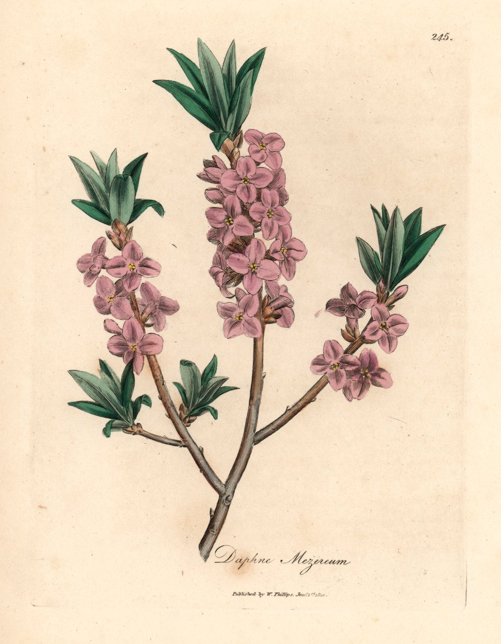 Pink-Flowered Mezereon, Daphne Mezereum, from a Botanical Illustration by James Sowerby from William Woodville and Sir William Jackson Hooker