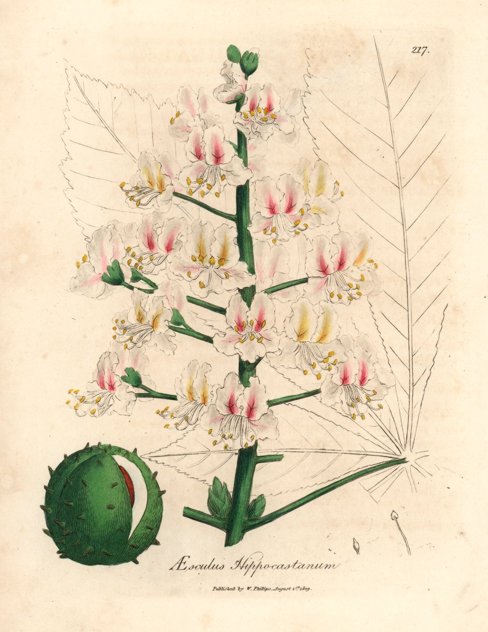 Pink Blossom and Fruit of the Horse Chestnut Tree, Aesculus Hippocastanum, from a Botanical Illustration by James Sowerby from William Woodville and Sir William Jackson Hooker