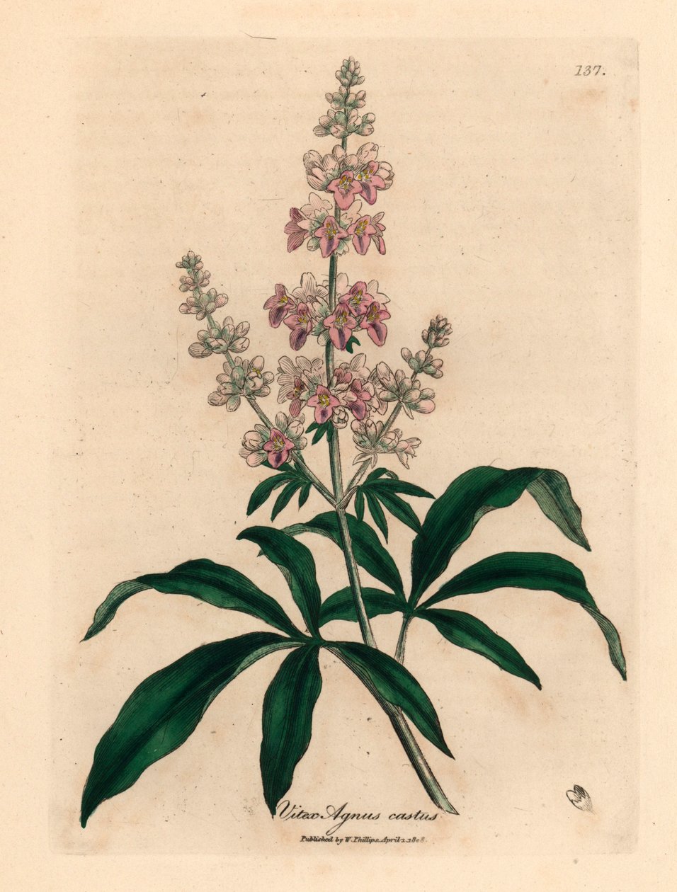 Pink Flowered Chaste Tree, from a Botanical Illustration by James Sowerby from William Woodville and Sir William Jackson Hooker