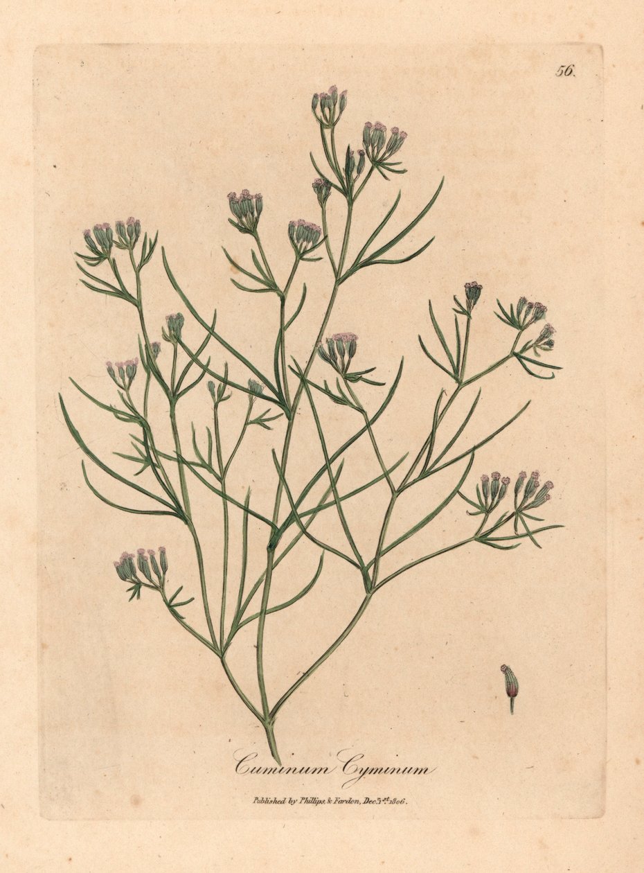Pink flowered cumin, Cuminum cyminum, from a botanical illustration by James Sowerby from William Woodville and Sir William Jackson Hooker