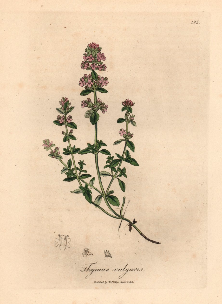 Pink Flowered Garden Thyme, from a Botanical Illustration by James Sowerby from William Woodville and Sir William Jackson Hooker