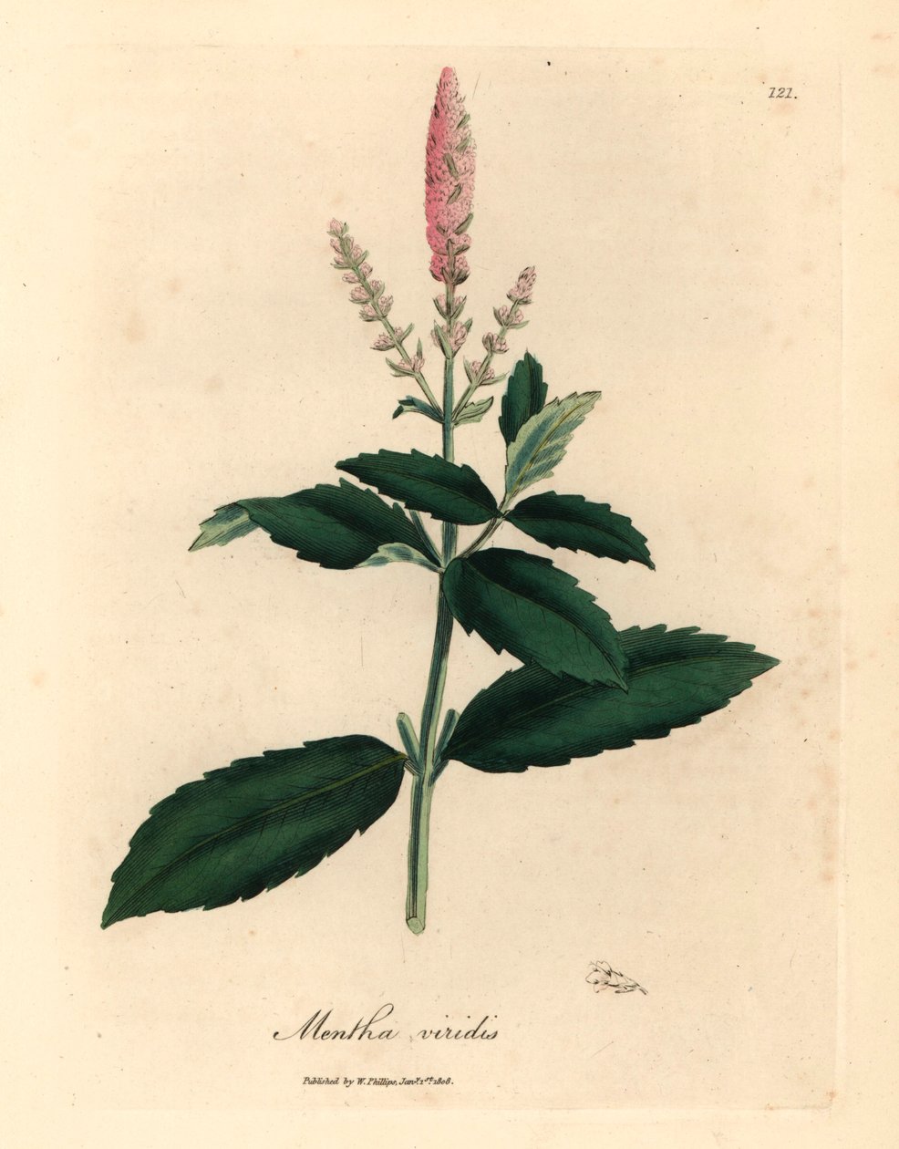 Pink flowered spearmint, Mentha viridis, from a botanical illustration by James Sowerby from William Woodville and Sir William Jackson Hooker