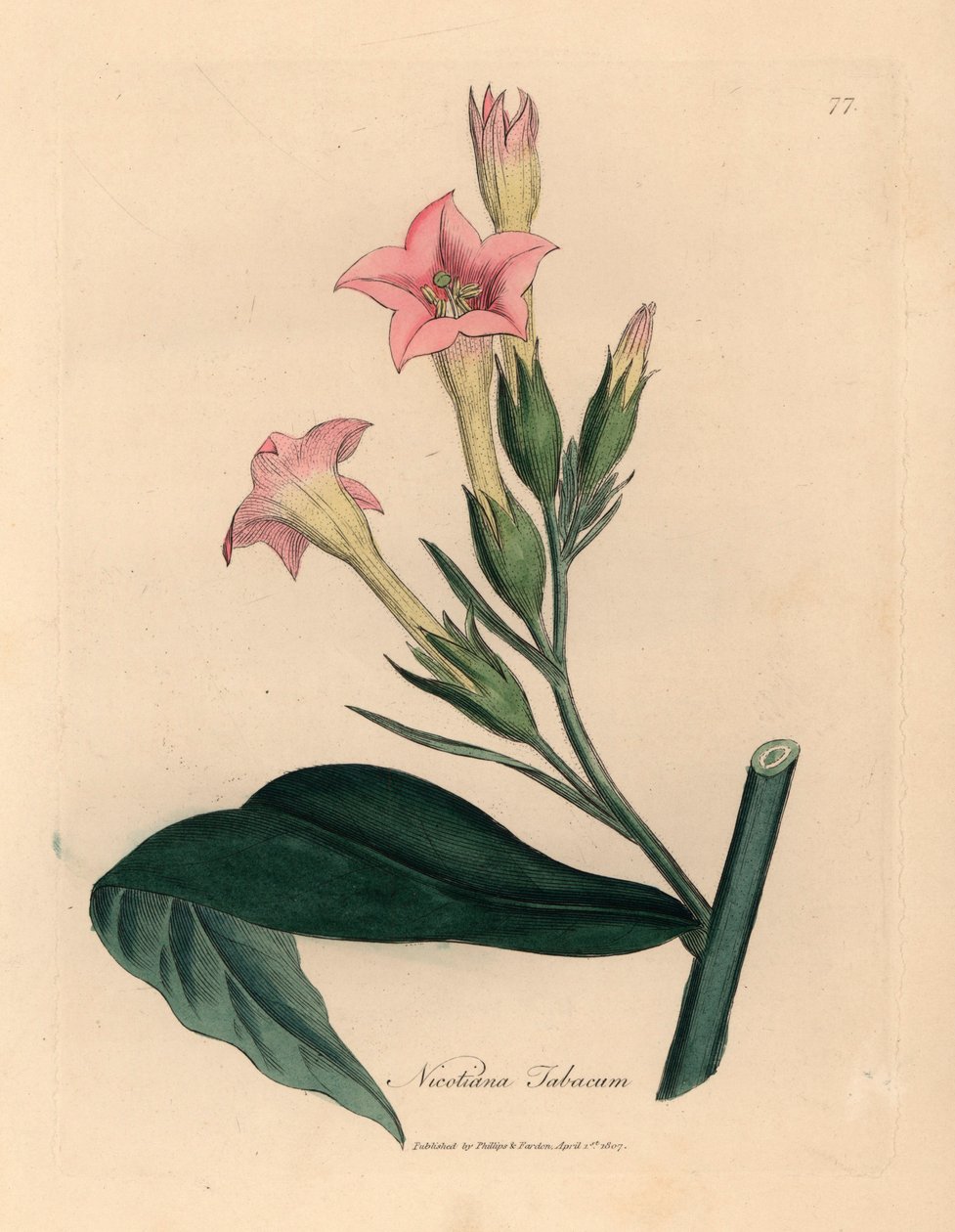 Pink Flowered Tobacco Plant, from a Botanical Illustration by James Sowerby from William Woodville and Sir William Jackson Hooker